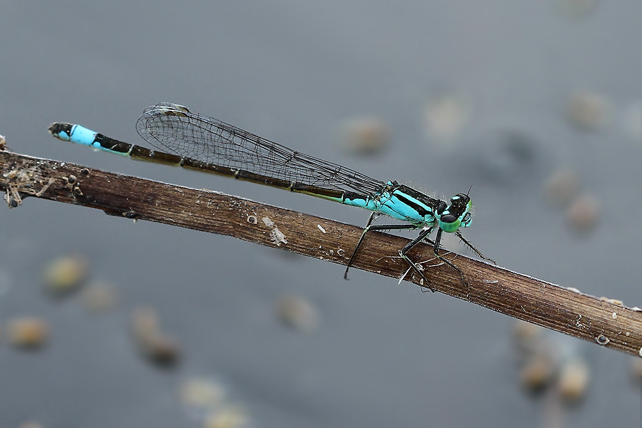 Ischnura elegans_3267