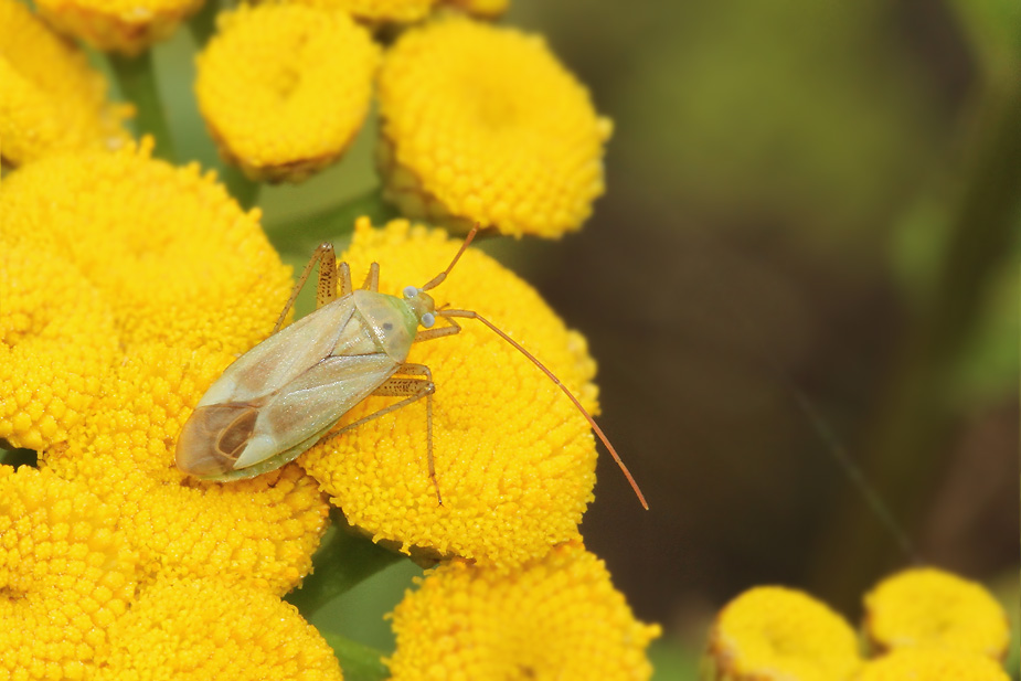 Adelphocoris lineolatus_3268