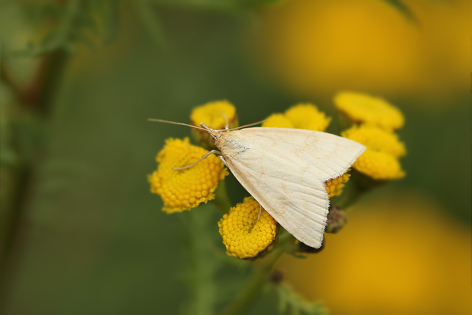 Udea lutealis_3286