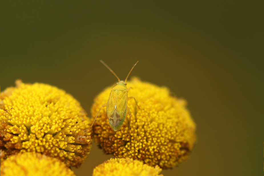 Megalocoleus tanaceti_3291