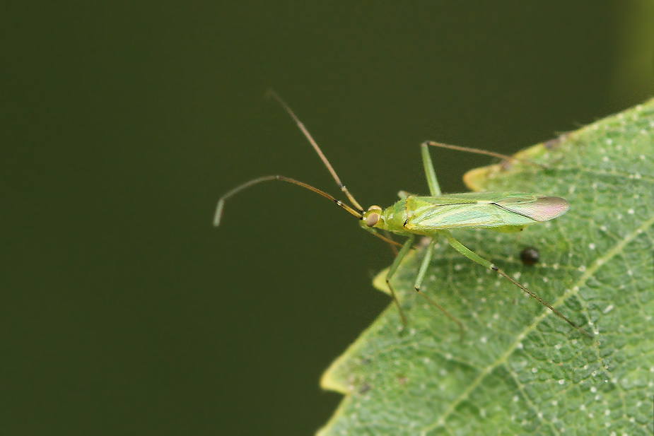 Blepharidopterus angulatus_3315