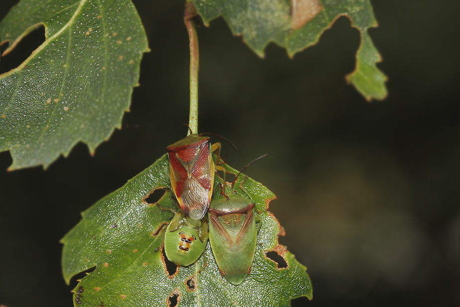 Elasmostethus interstinctus_3342