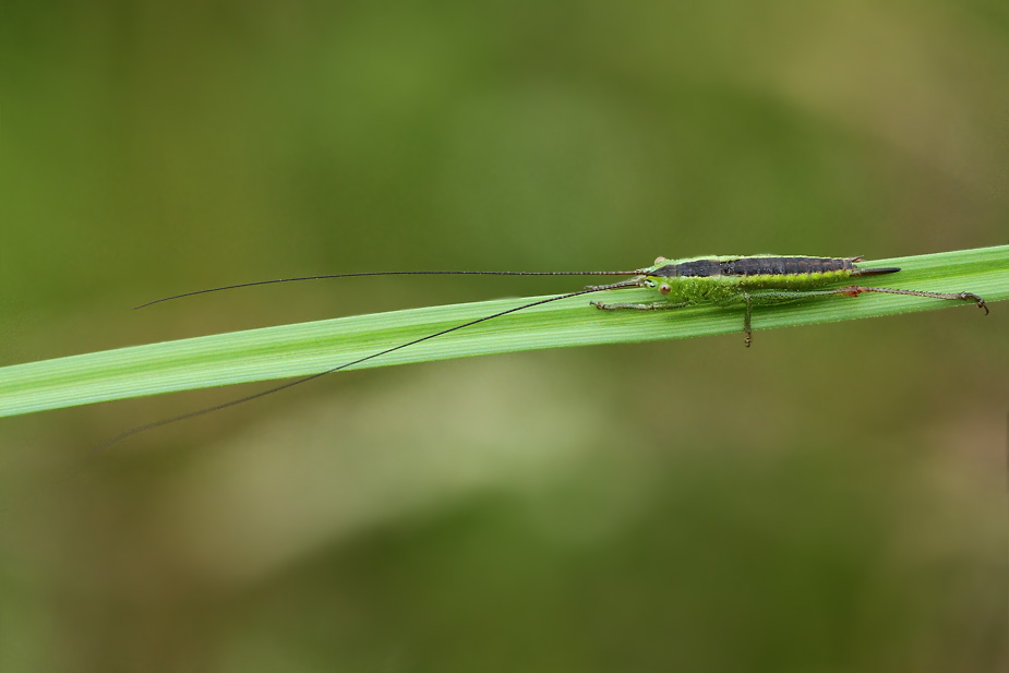 Conocephalus dorsalis_3348