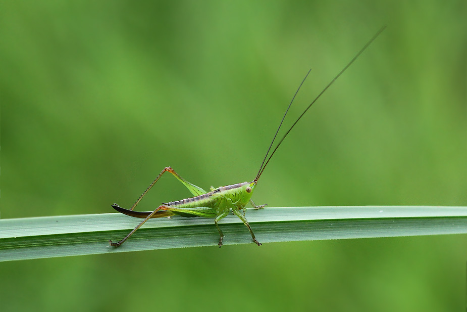 Conocephalus dorsalis_3361