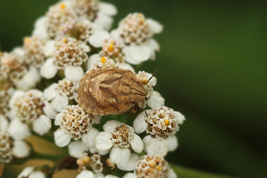 Eurygaster testudinaria_3368
