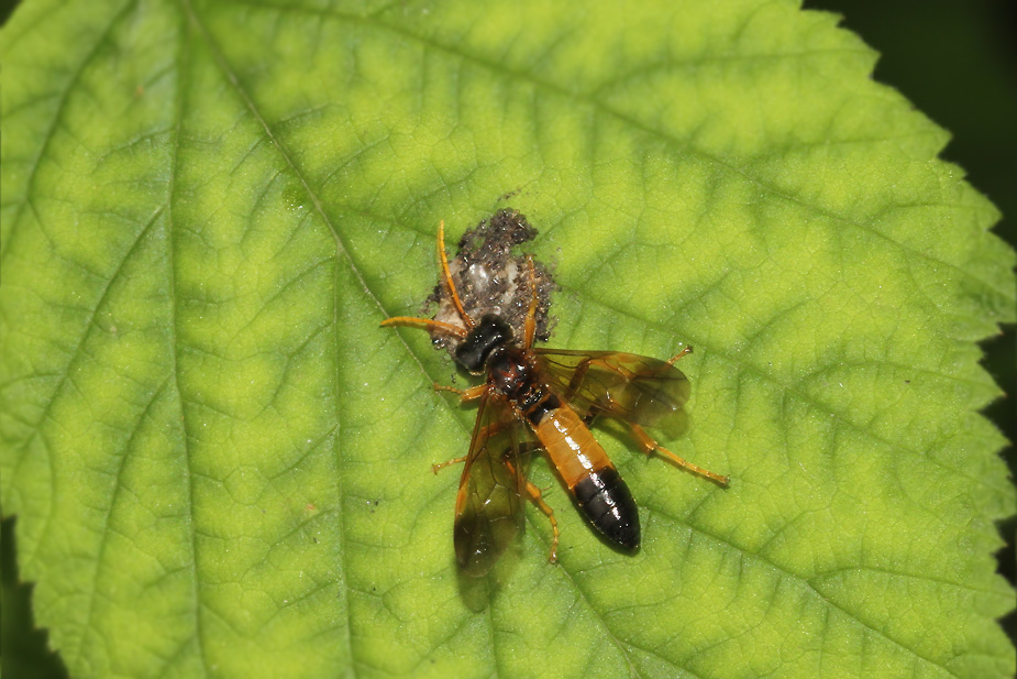 Tenthredo campestris_3387