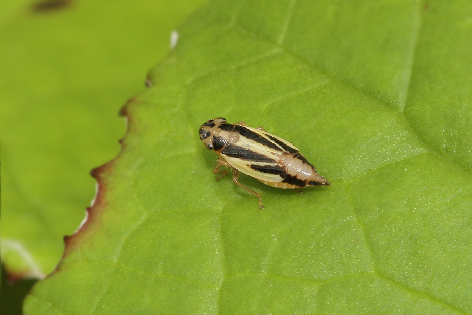 Evacanthus interruptus_3396