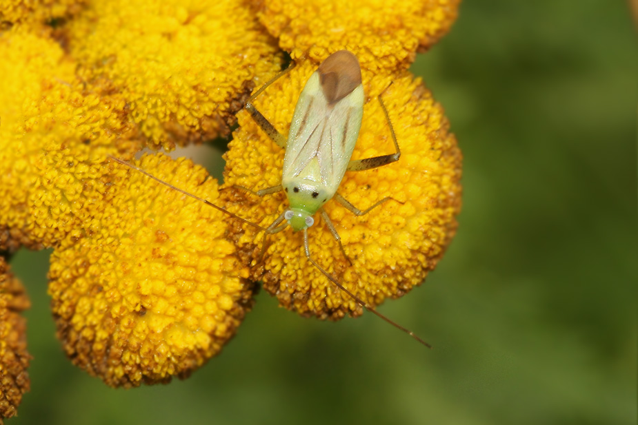 Adelphocoris quadripunctatus_3399