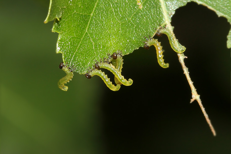 Nematinae indet._3404