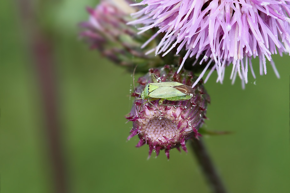 Closterotomus norwegicus_3405
