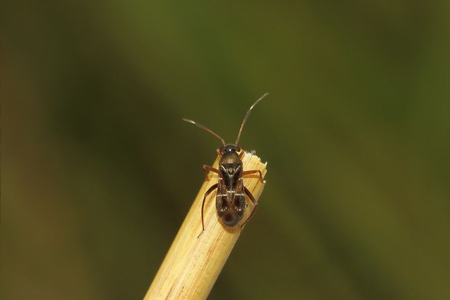 Pilophorus clavatus_3425