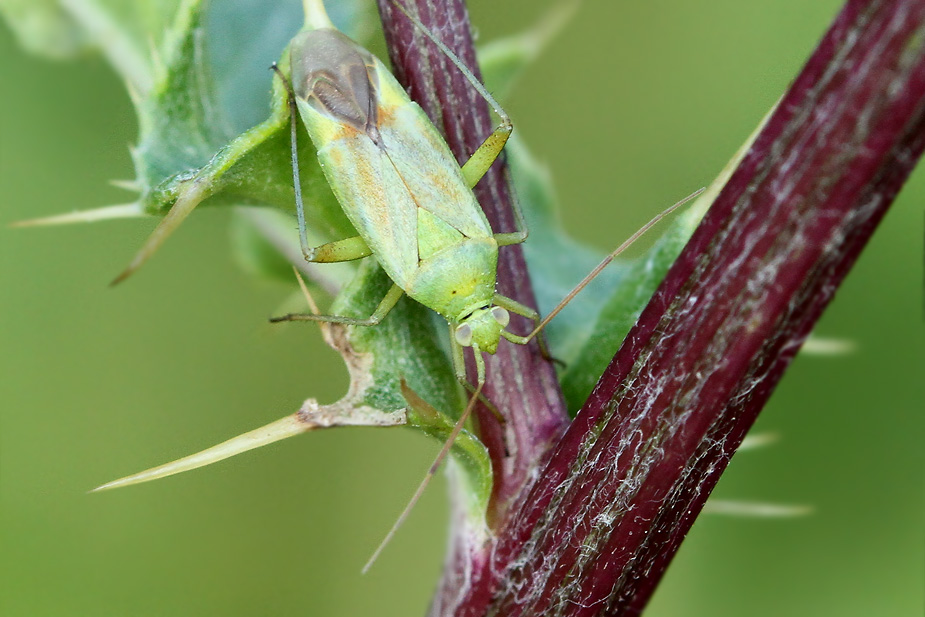 Closterotomus norwegicus_3435