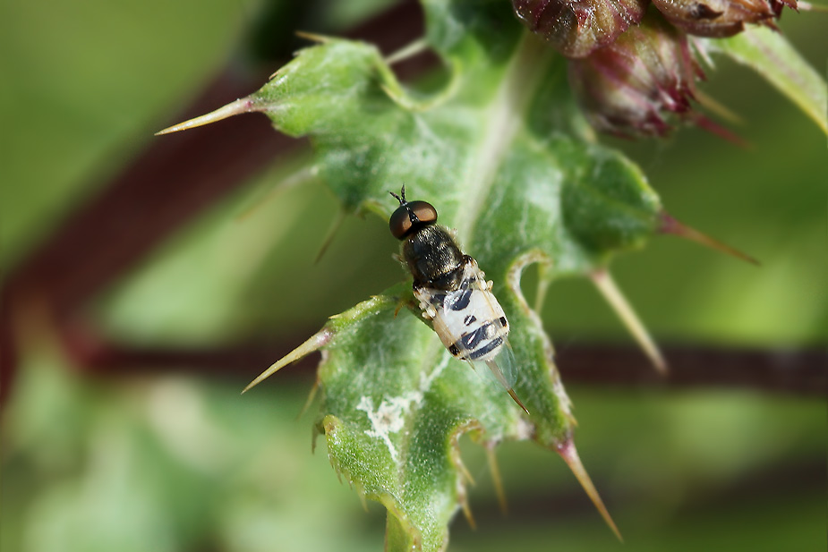 Nemotelus notatus_3438