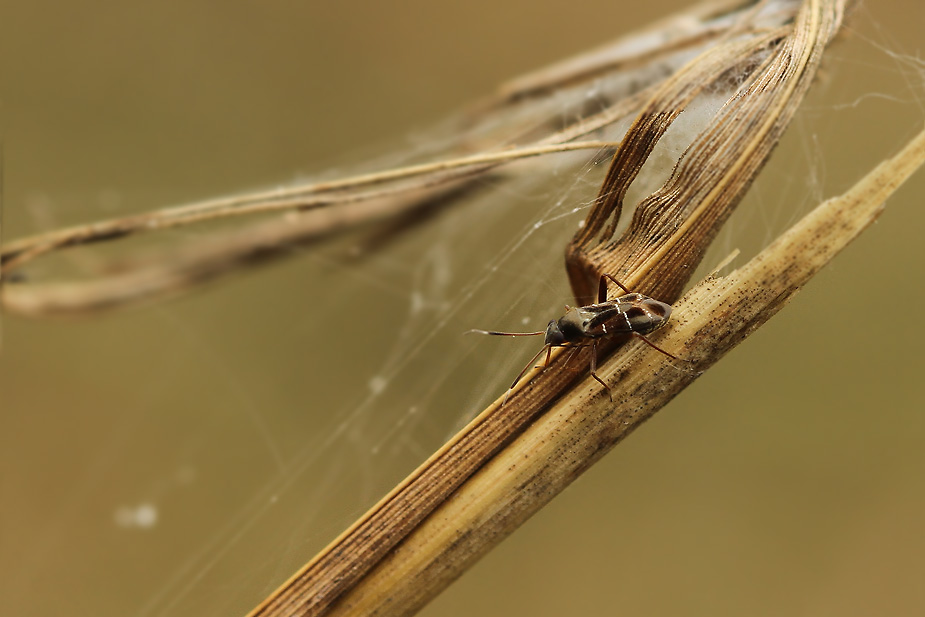 Pilophorus clavatus_3447