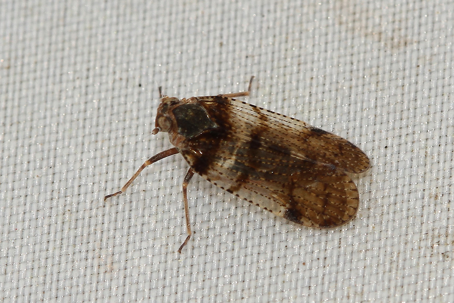 Cixiidae indet._3481