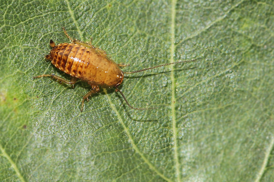Ectobius lapponicus_3489