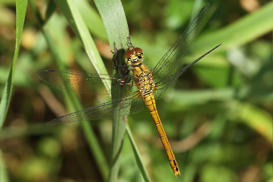 Sympetrum sanguineum_3498