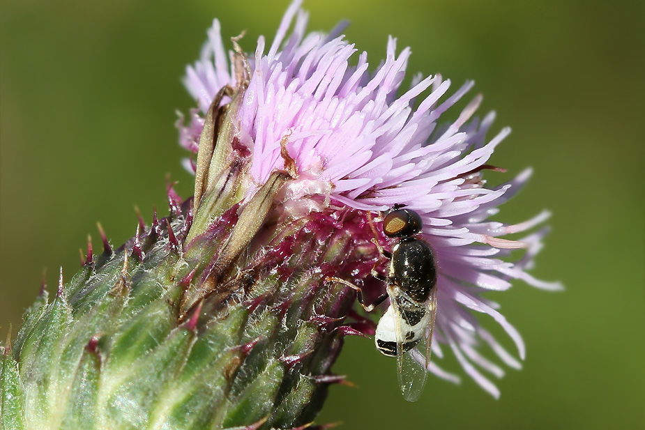 Nemotelus notatus_3518