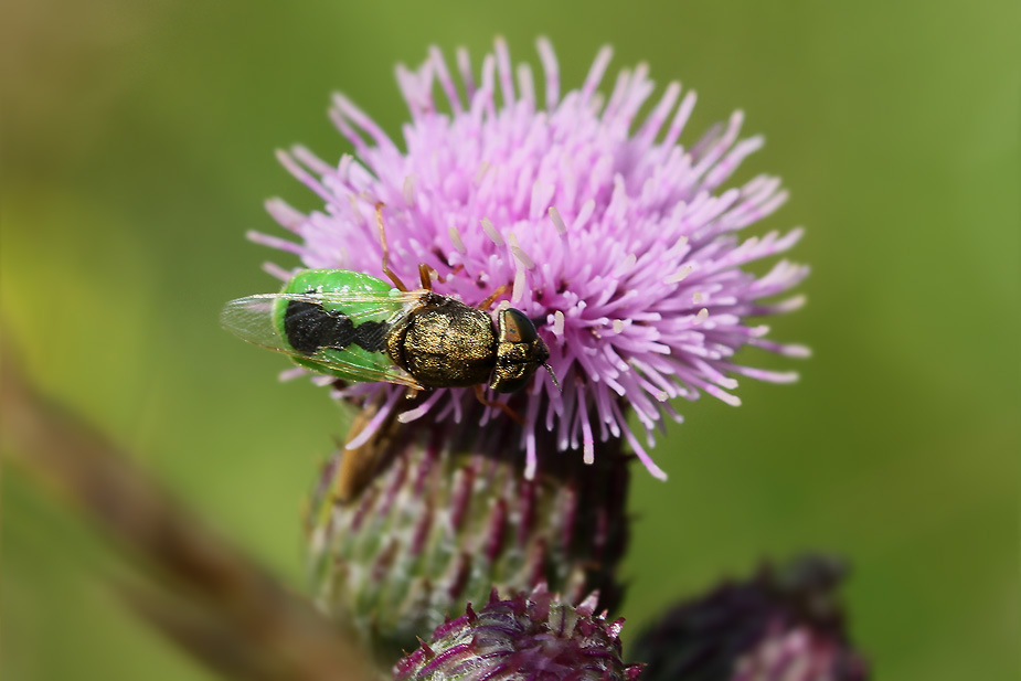 Oplodontha viridula_3546