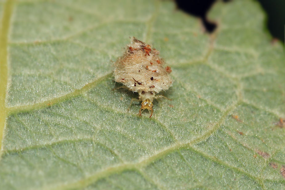 Chrysopidae indet._3554