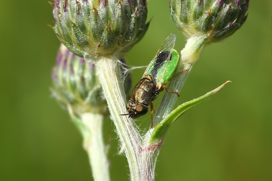 Oplodontha viridula_3577
