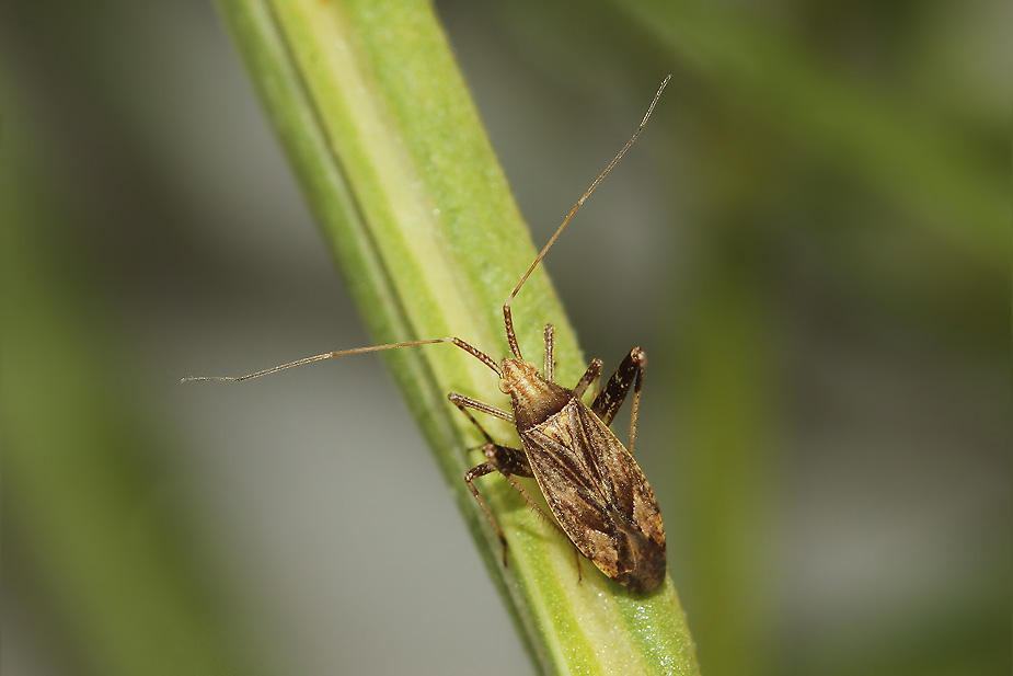 Phytocoris varipes_3615