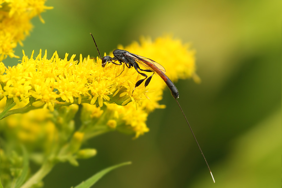 Gasteruption jaculator_3637