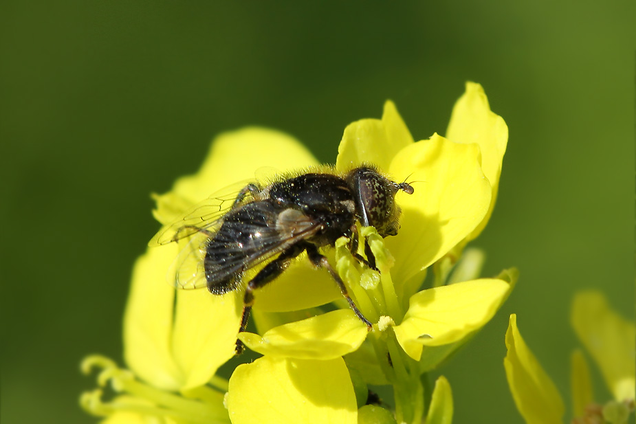 Eristalinus sepulchralis_3695