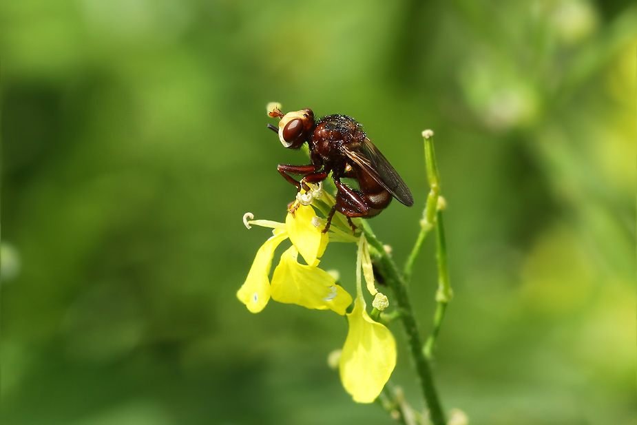 Sicus ferrugineus_3716