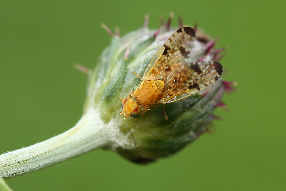 Xyphosia miliaria_3765