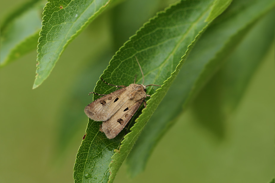 Agrotis exclamationis_3851