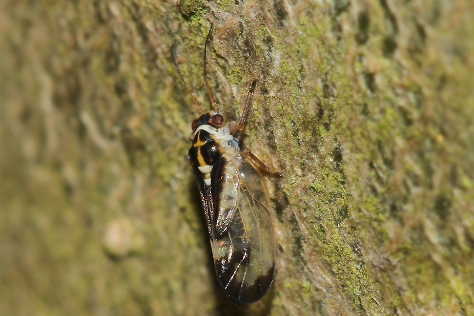 Psyllopsis fraxini_3877