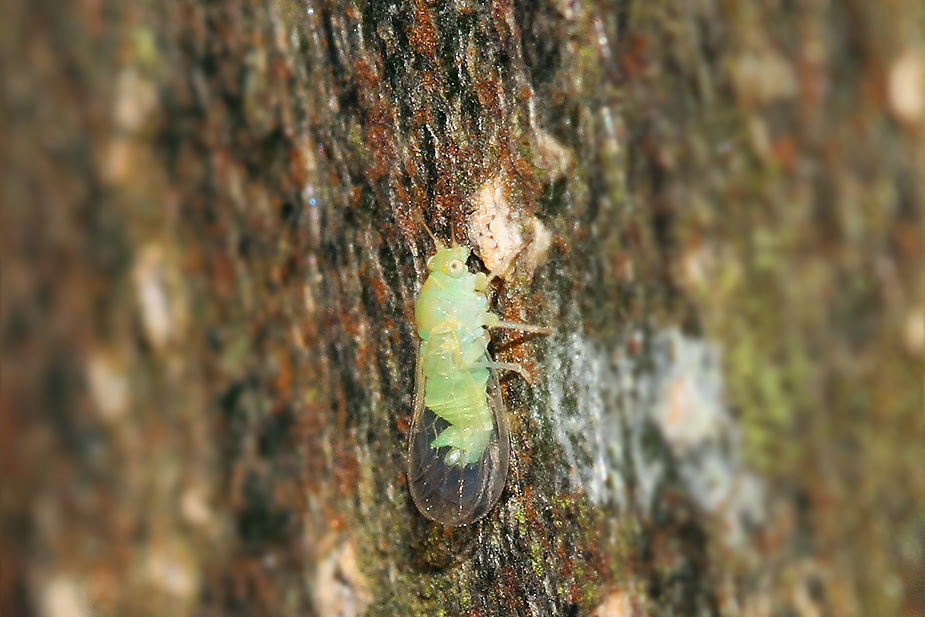 Psyllopsis fraxinicola_3898