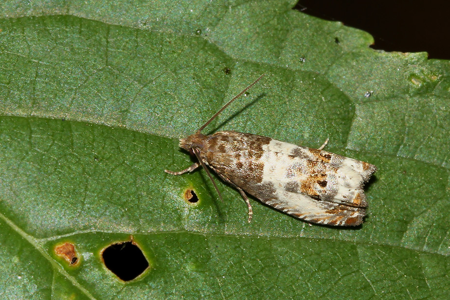 Notocelia rosaecolana_3947