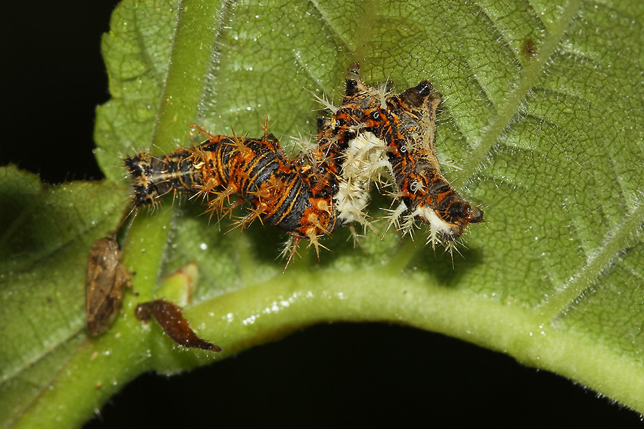 Polygonia c-album_4246