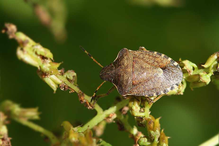 Troilus luridus_4899