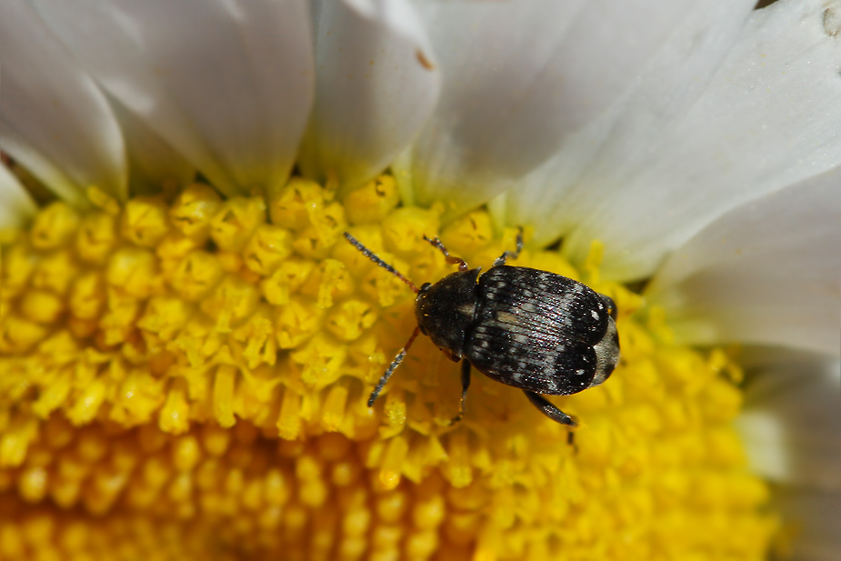 Bruchus atomarius_5682