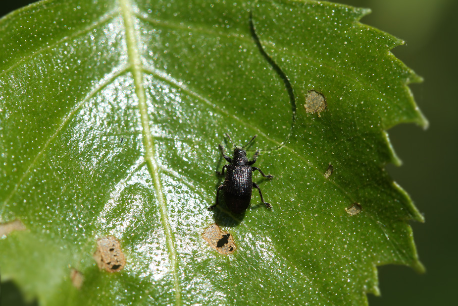 Deporaus betulae_5688