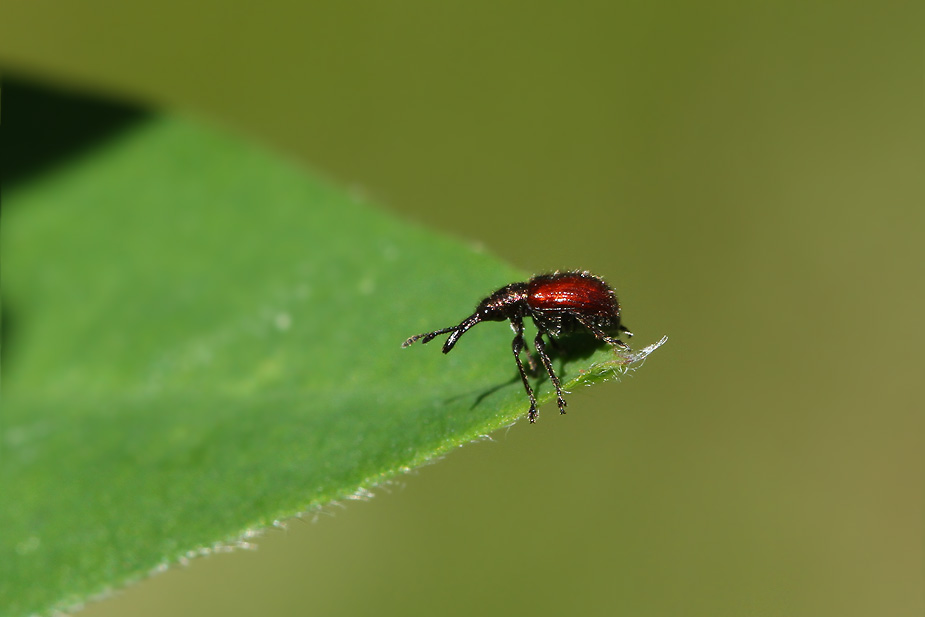 Neocoenorrhinus aequatus_5705