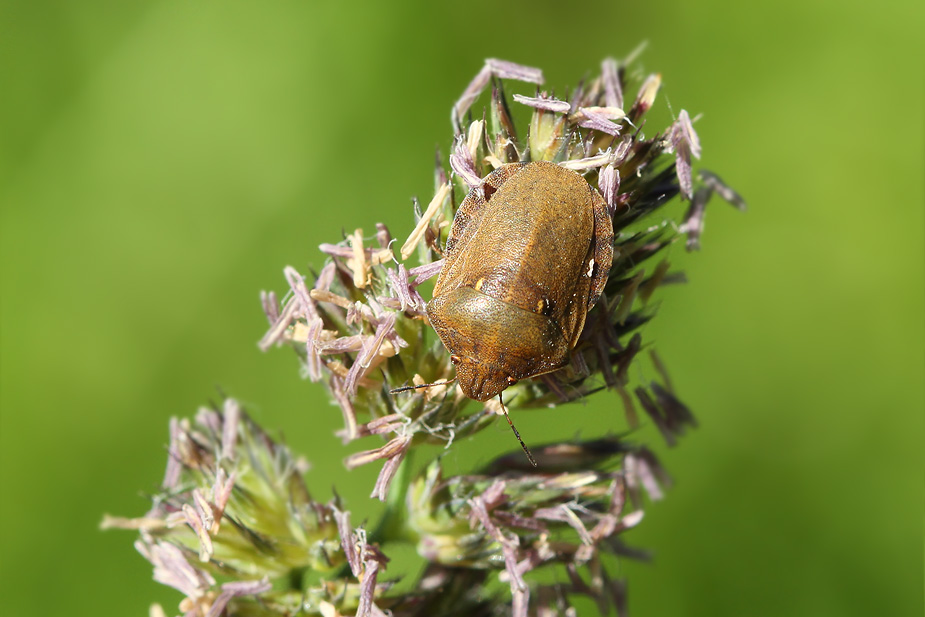 Eurygaster testudinaria_5752