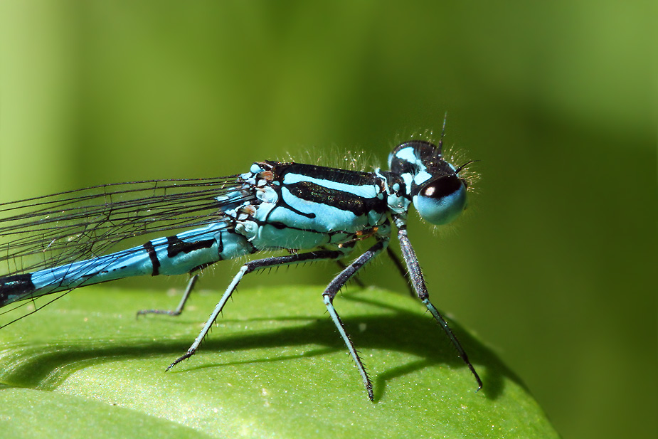 Coenagrion puella_5782