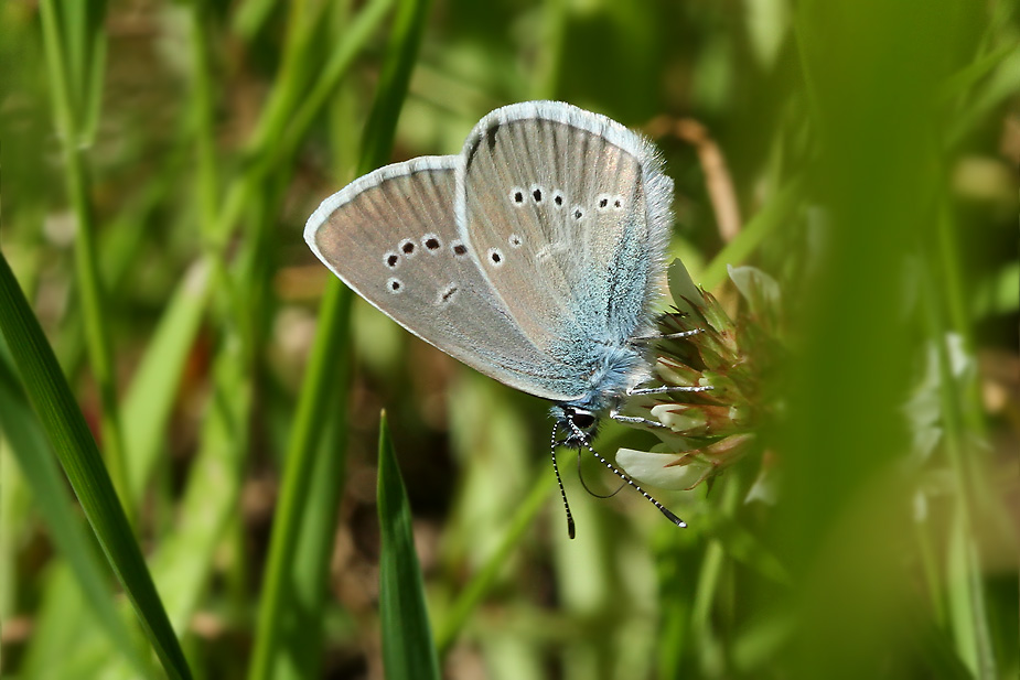 Cyaniris semiargus_5803