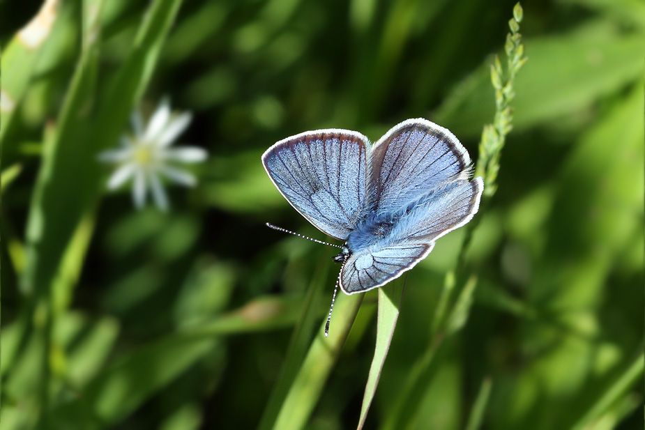 Cyaniris semiargus_5835