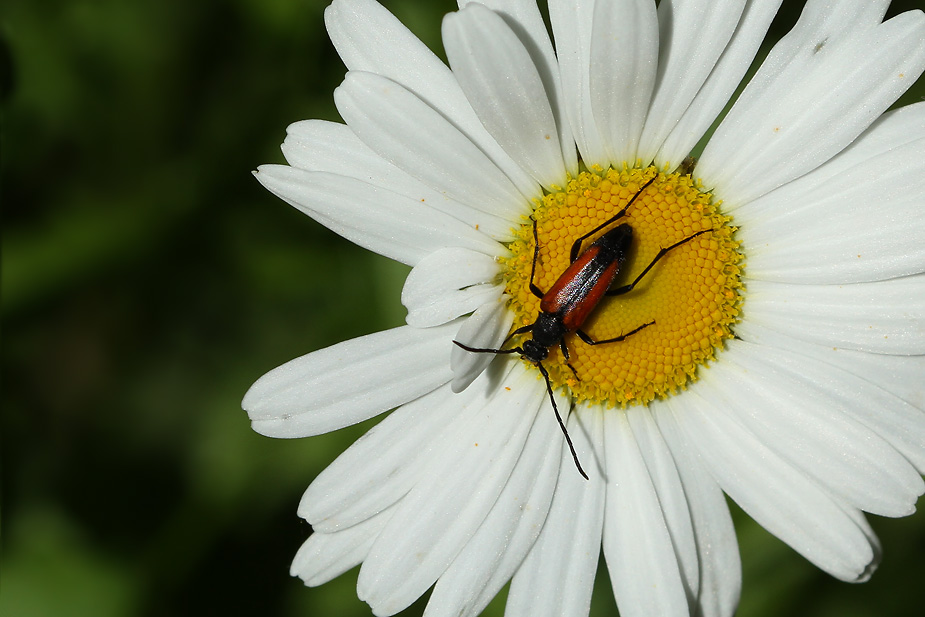 Stenurella melanura_5887