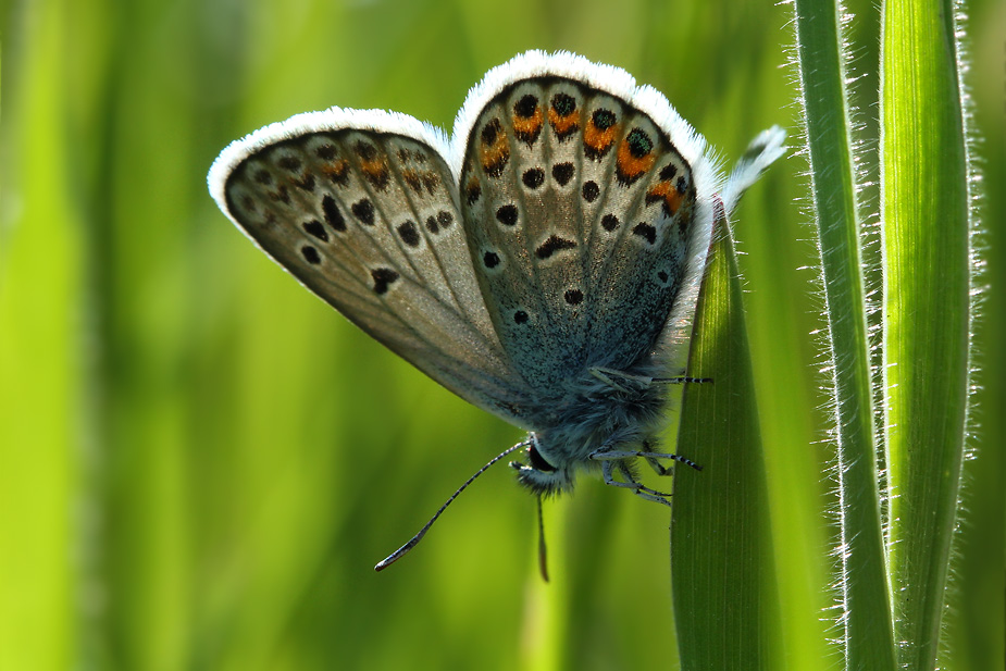 Plebejus argus_5919