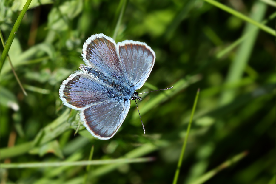 Plebejus argus_5938