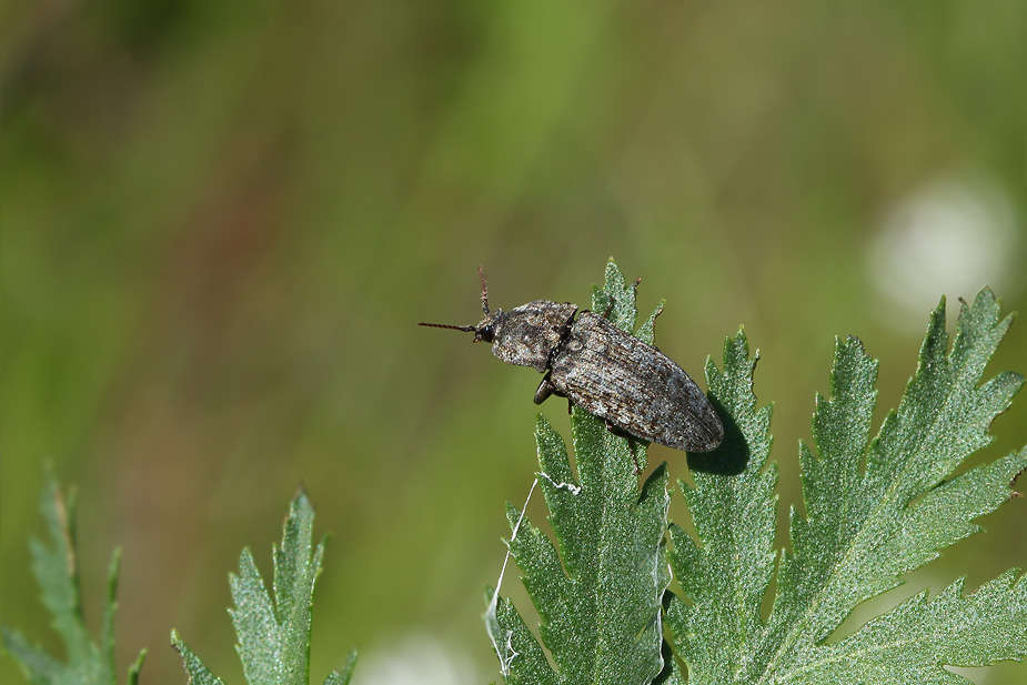Agrypnus murinus_5981