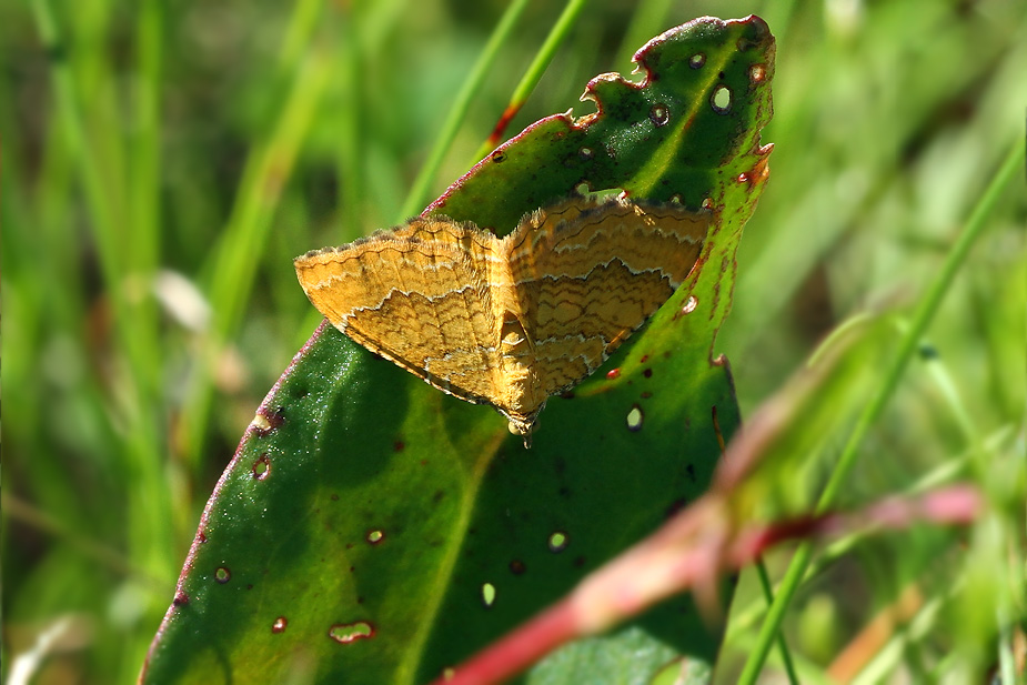 Camptogramma bilineata_5991