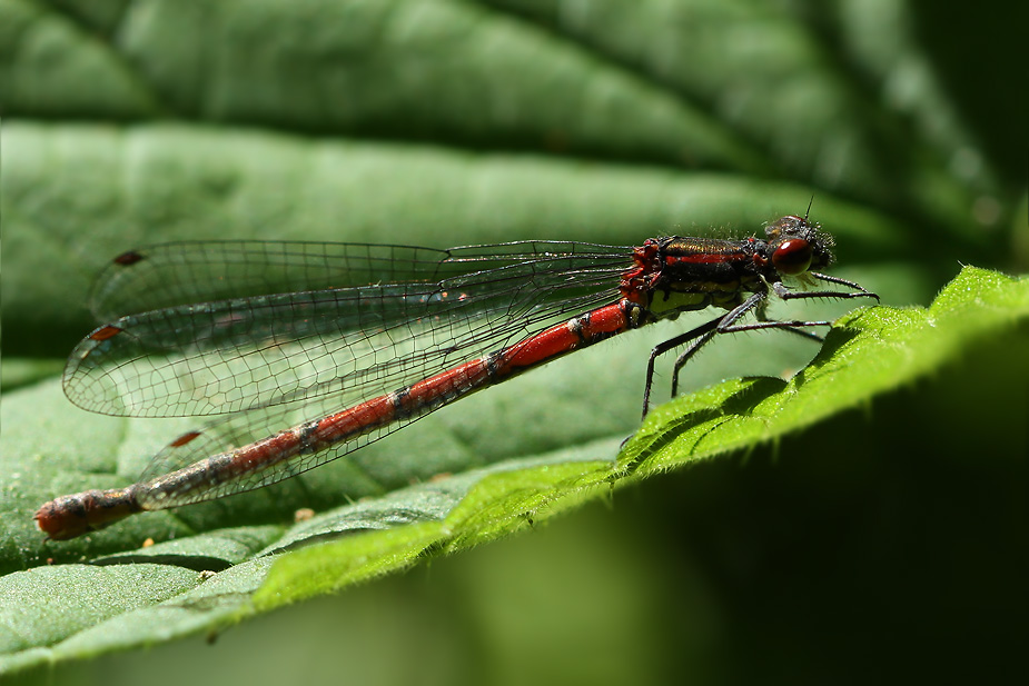 Pyrrhosoma nymphula_6005