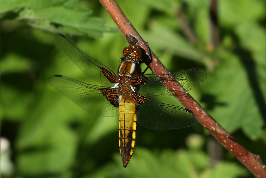 Libellula depressa_6029